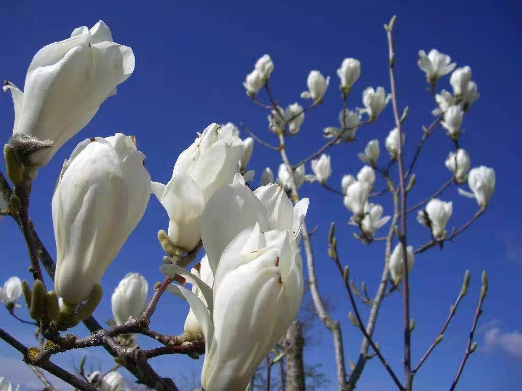 鋼城滿(mǎn)園鬧春花