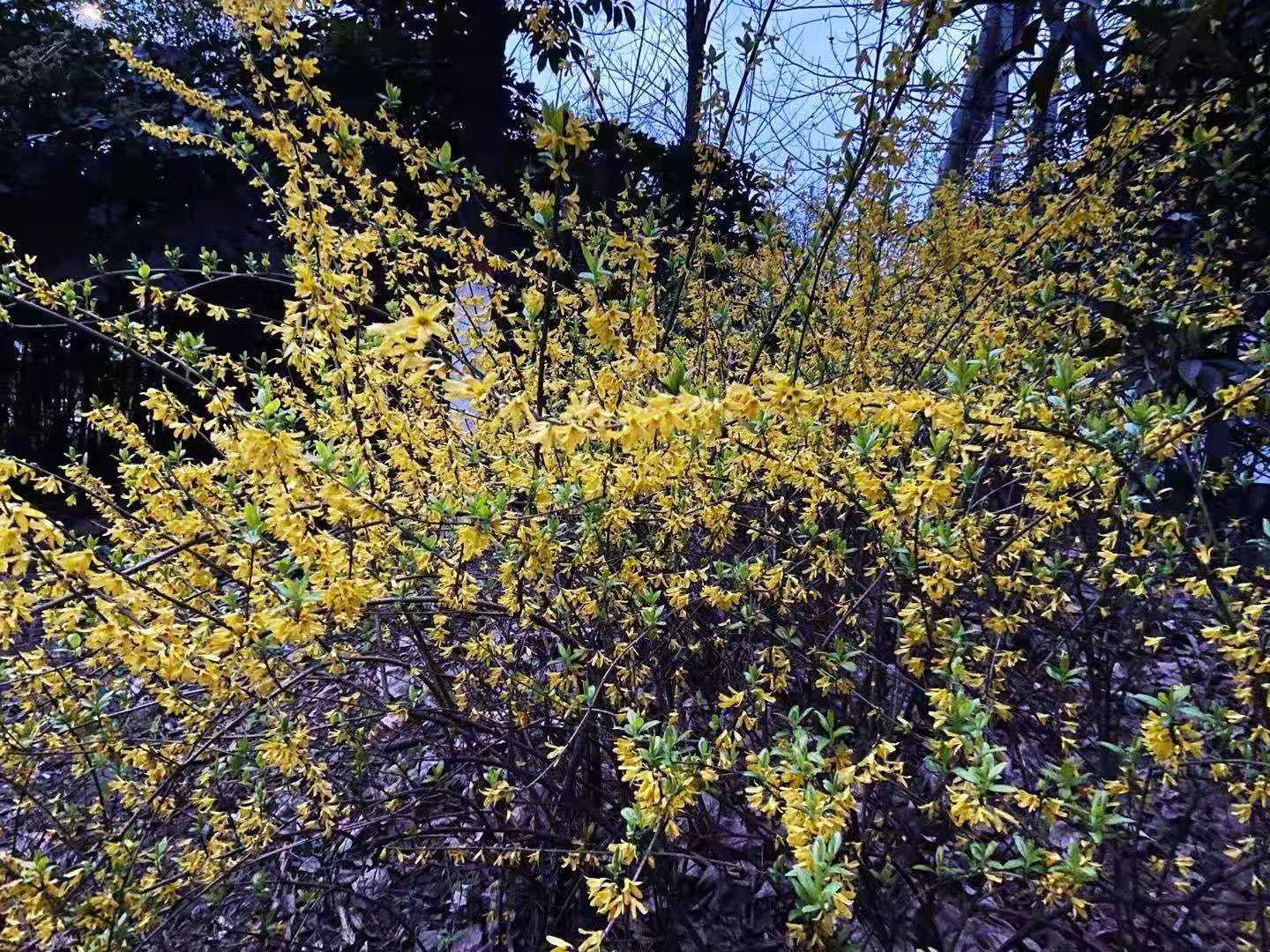 鋼城滿(mǎn)園鬧春花