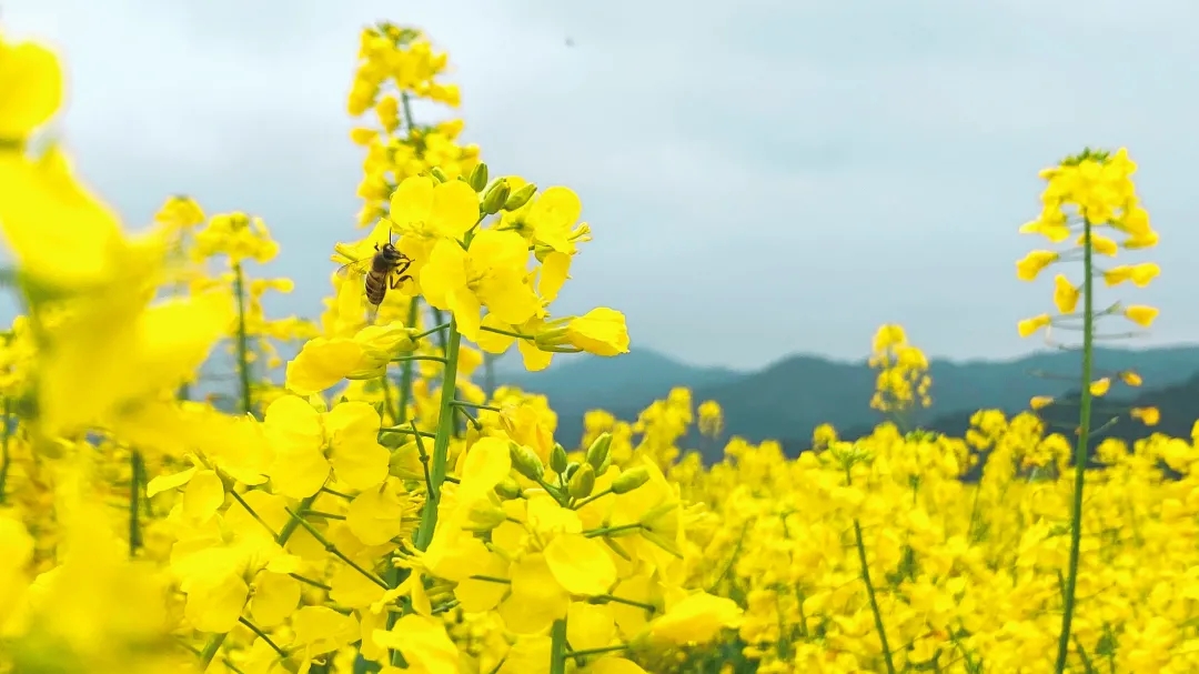 和春天一起，共赴油菜花海