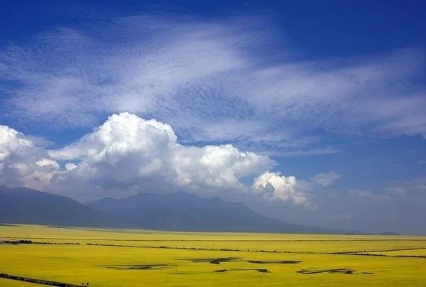 和春天一起，共赴油菜花海