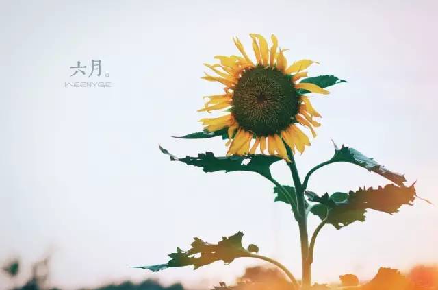 δͯĿ옷(l)