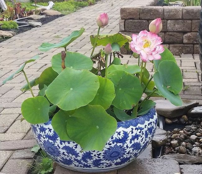 今播一顆種，明朝萬山花