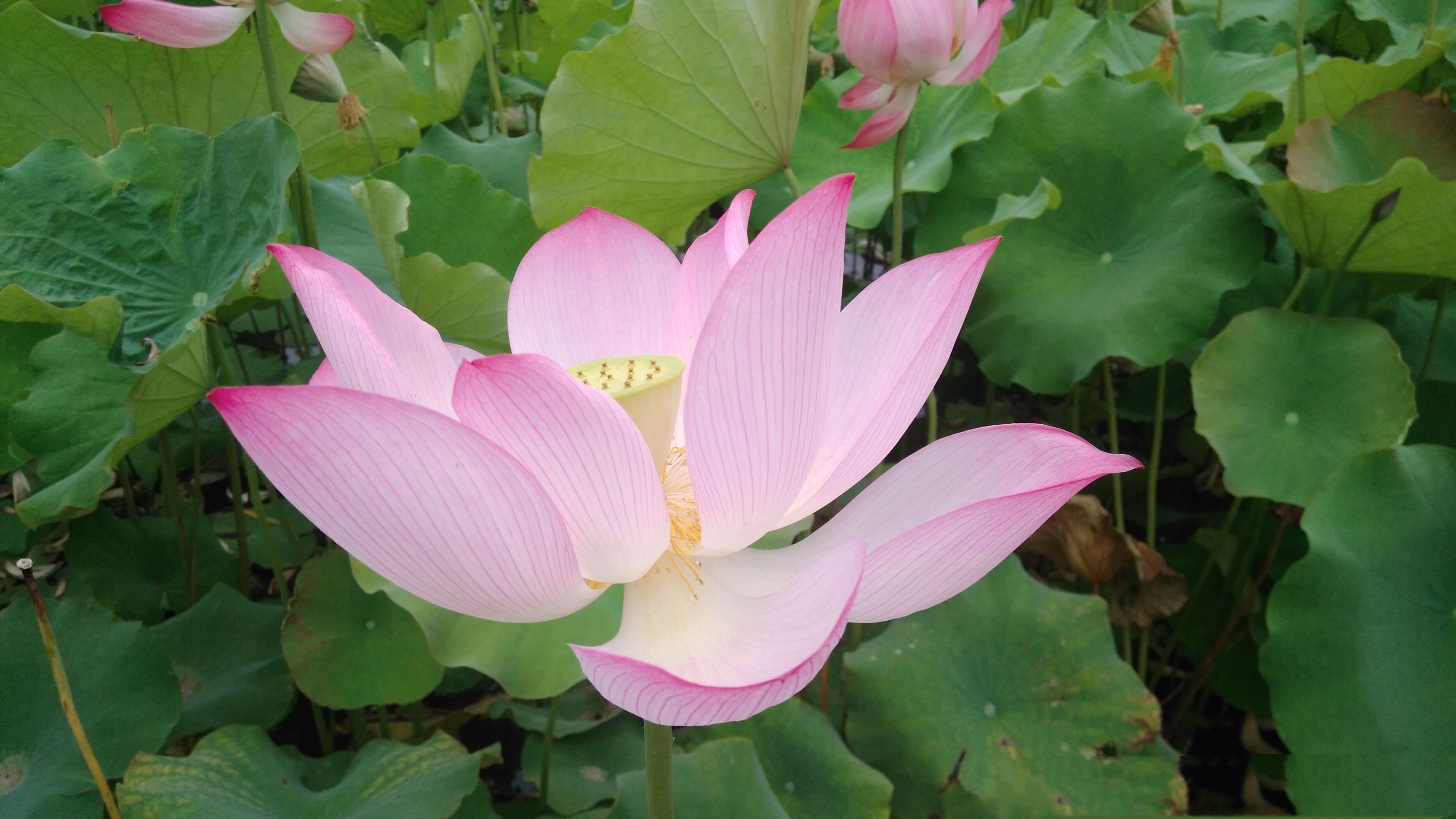 清風(fēng)心中來，又見荷花開