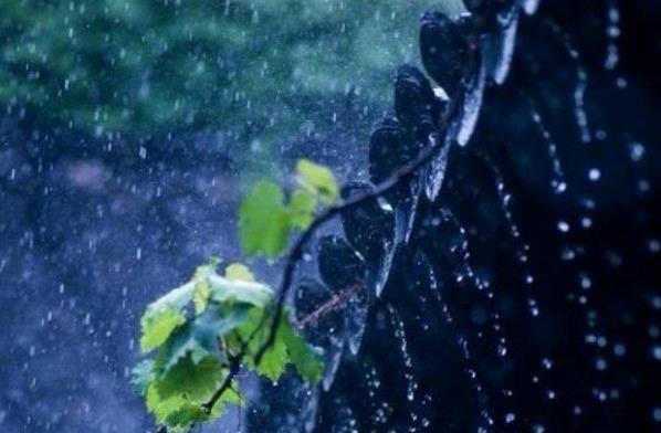 盛夏關中品雨