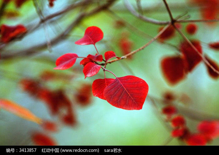 秋風(fēng)掃落葉，夢(mèng)回金色的故土
