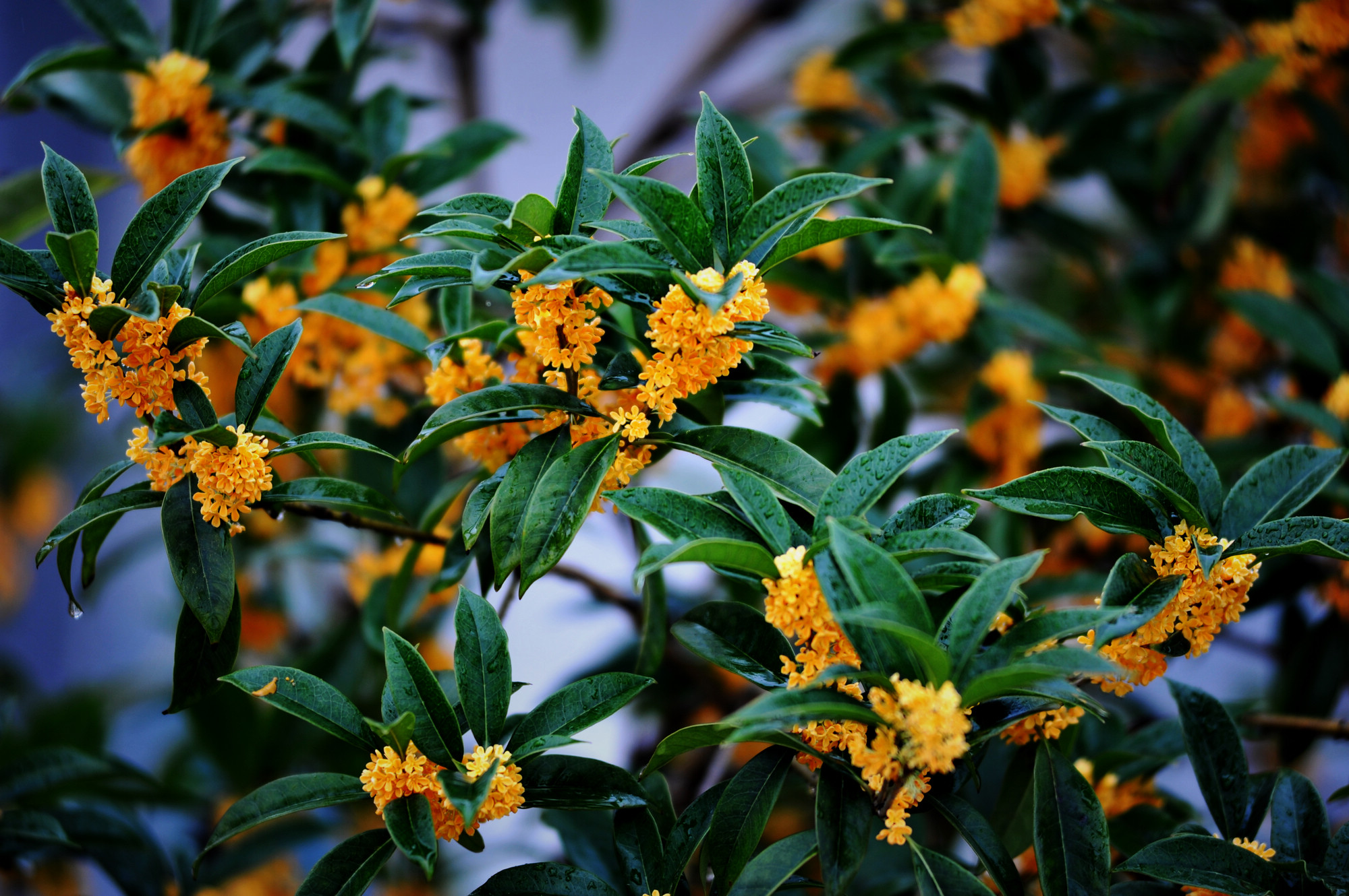 桂花香，飄鋼城