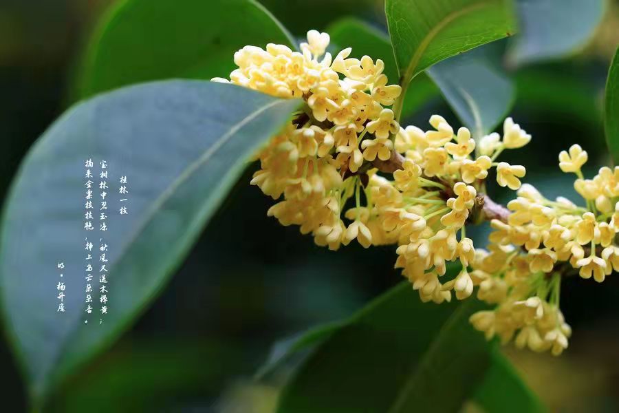 花香芬芳，時(shí)光染香