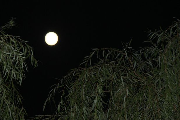 月光，是團(tuán)圓的“底色”