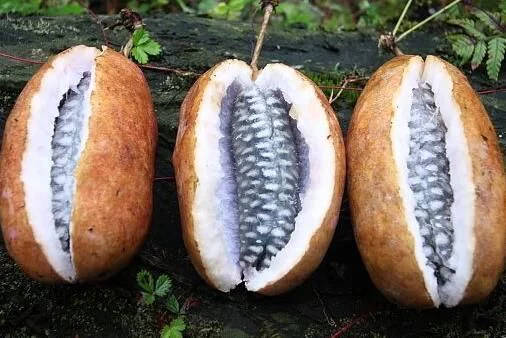野果里的獨(dú)家記憶