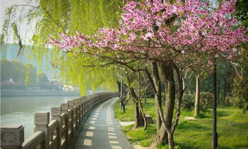 春季到來，花季盛開，三月撩人時節(jié)