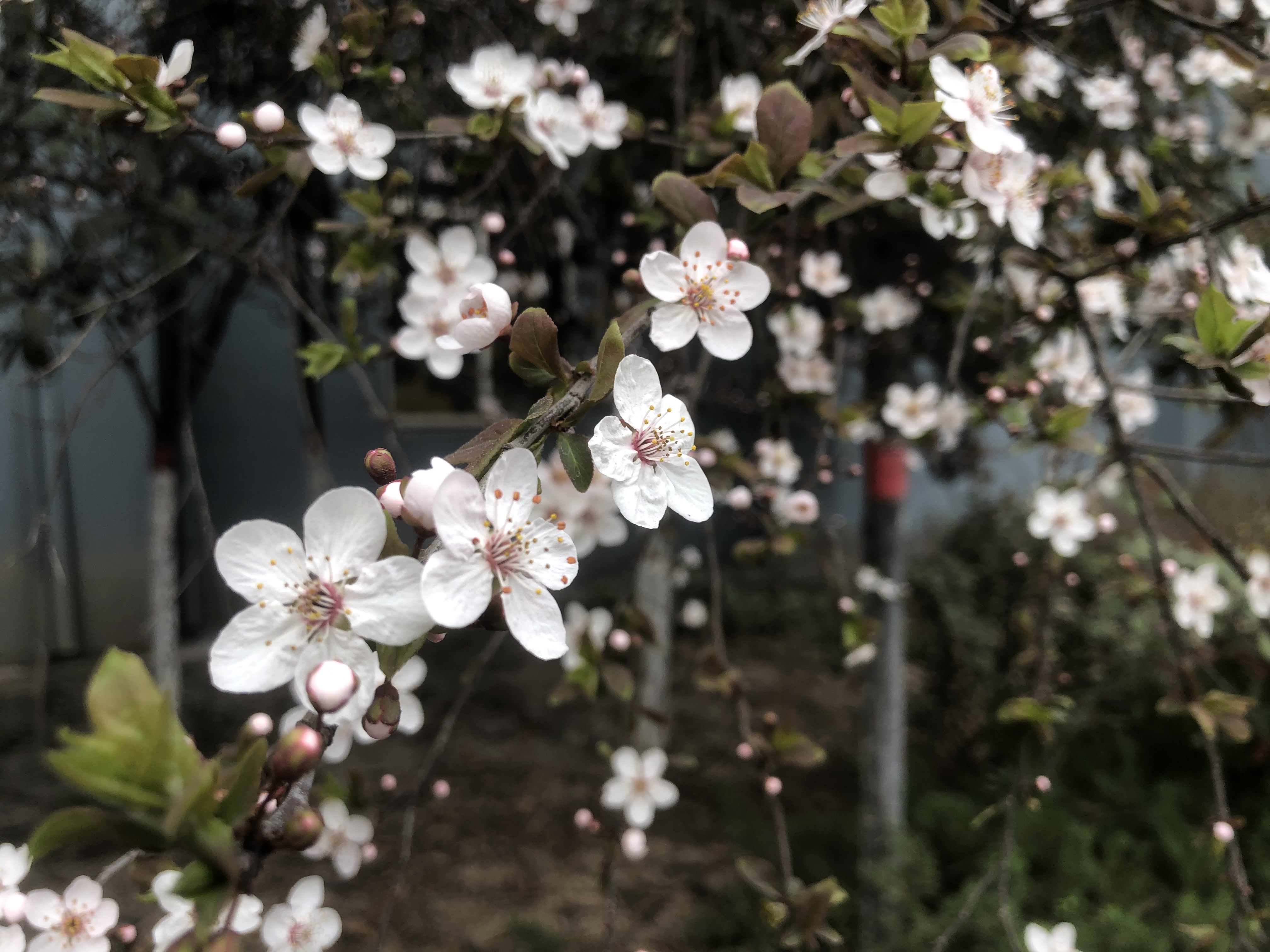 你看，漢鋼正成花海