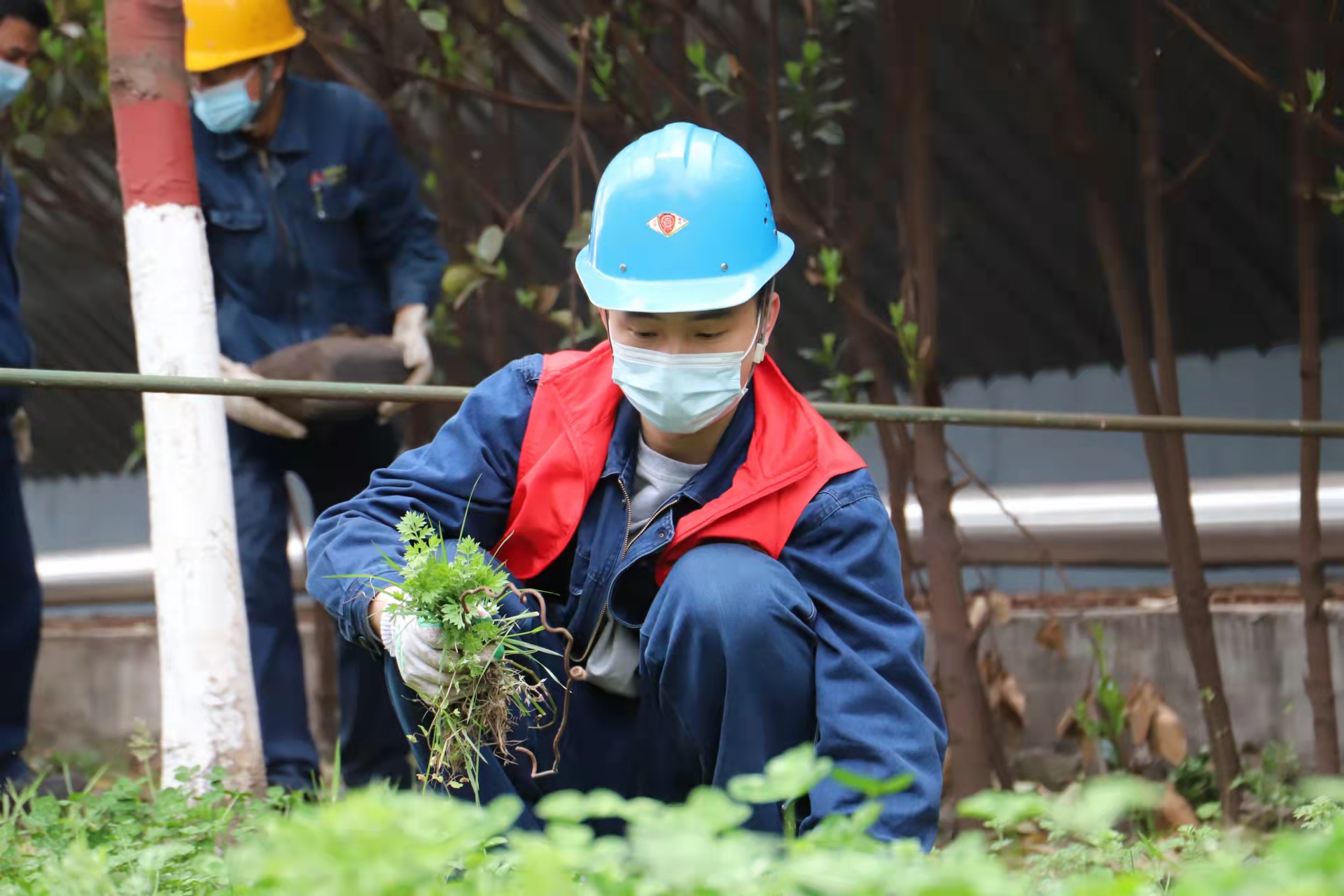 最美青安崗，共育“安全林”