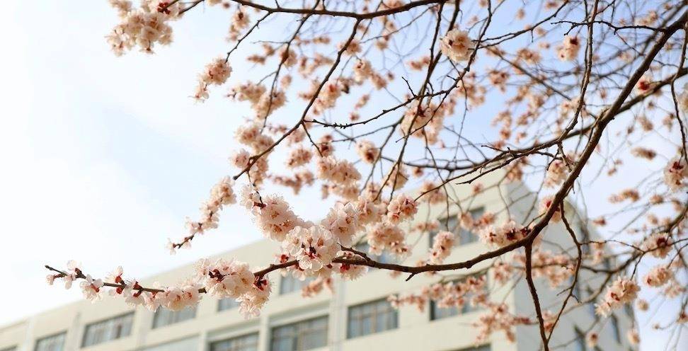 春意賦麗，生命常新