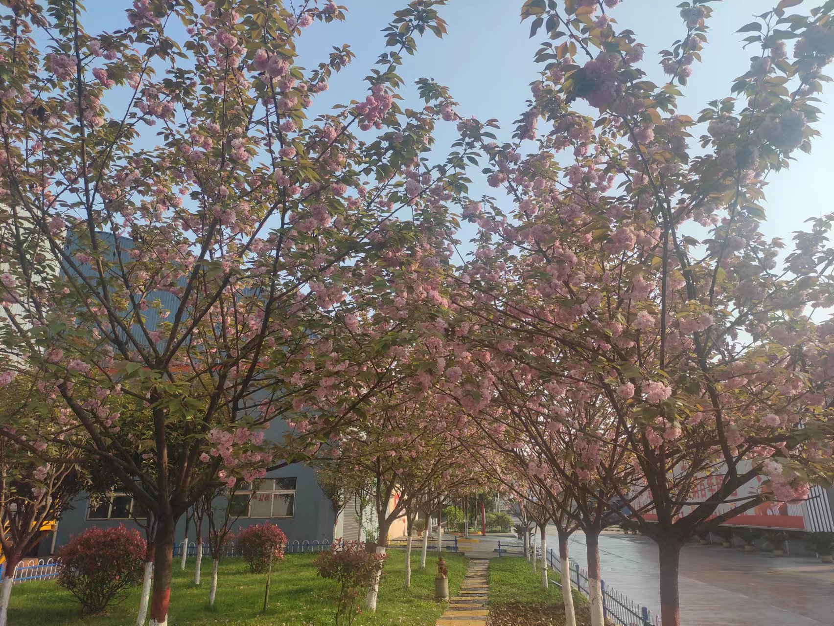 春天，在漢鋼邂逅櫻花