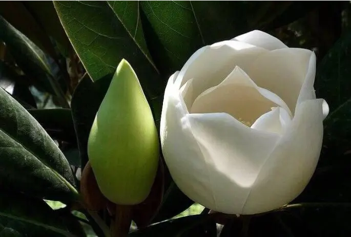 玉蘭花開(kāi)綻芳華