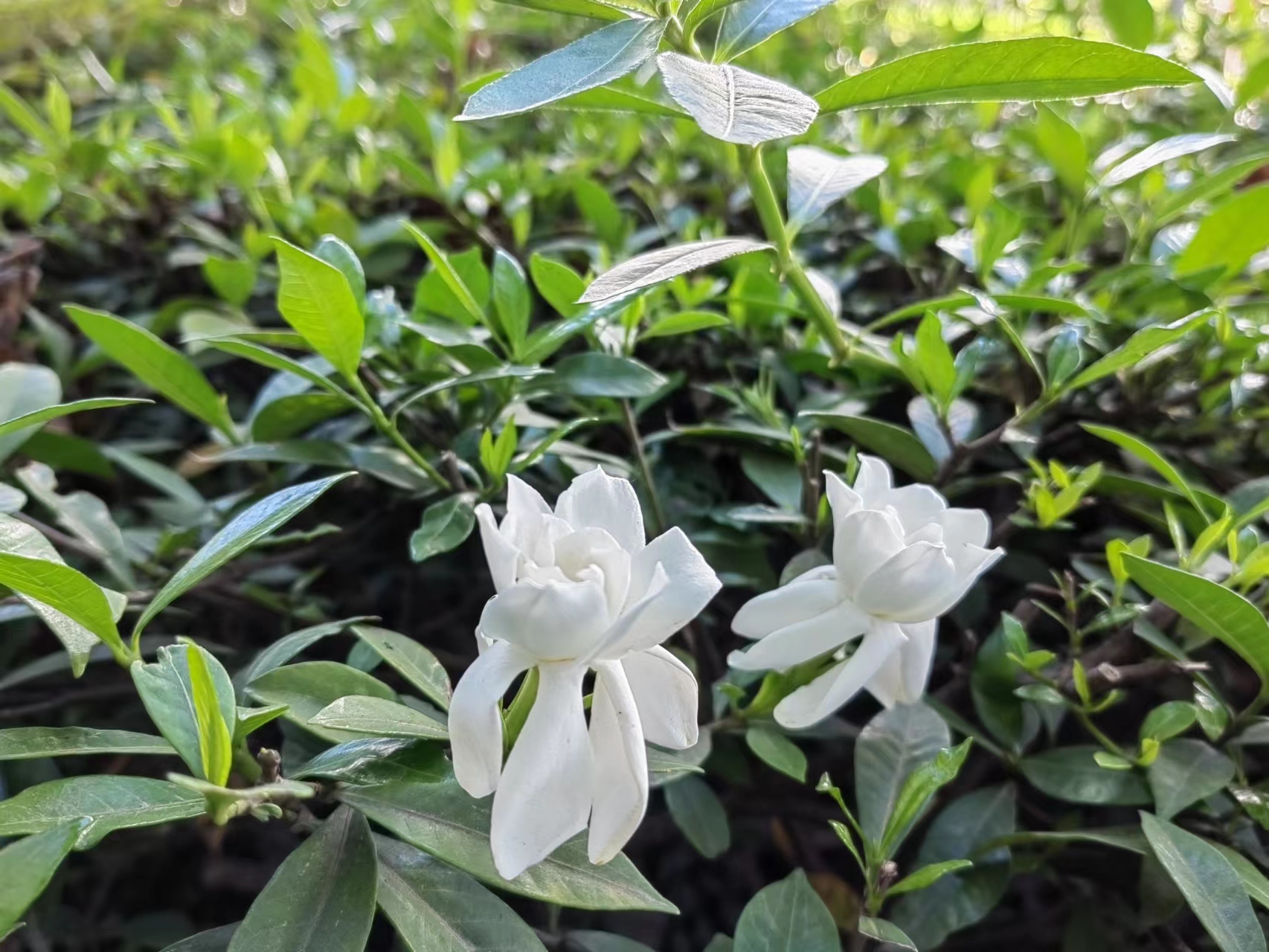 梔子花開，李子滿園