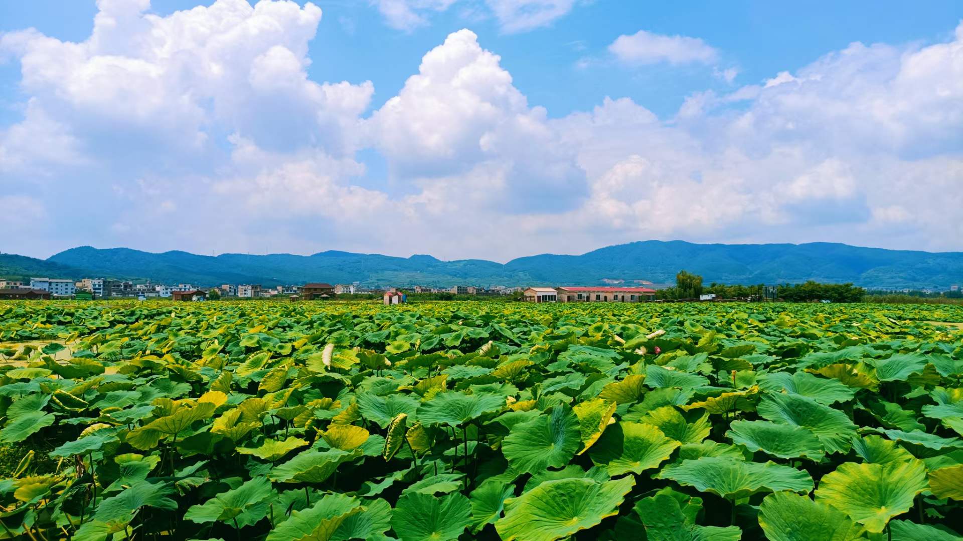 夏日靜思 夏日靜思