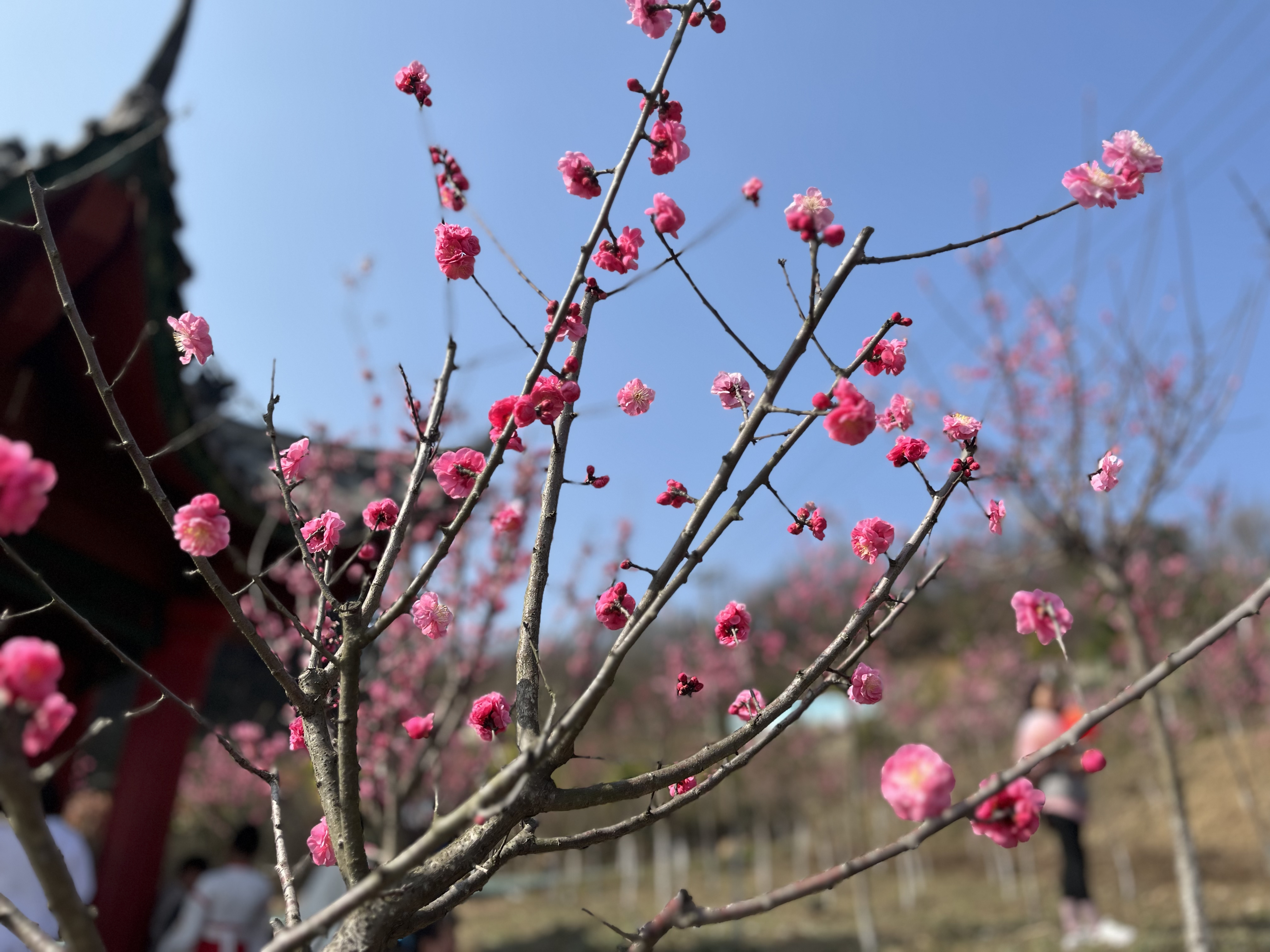 花開錦繡春草綠 巾幗牽手伴“童”行        —設(shè)備管理中心2023年“慶三八”戶外踏青活動(dòng)
