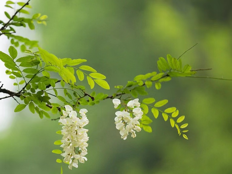 時光清淺，槐花情濃