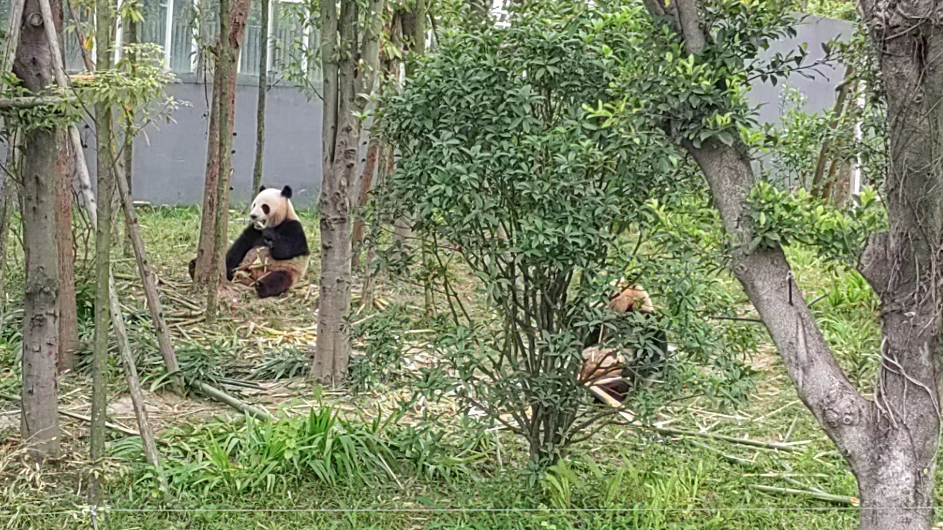 成都游玩