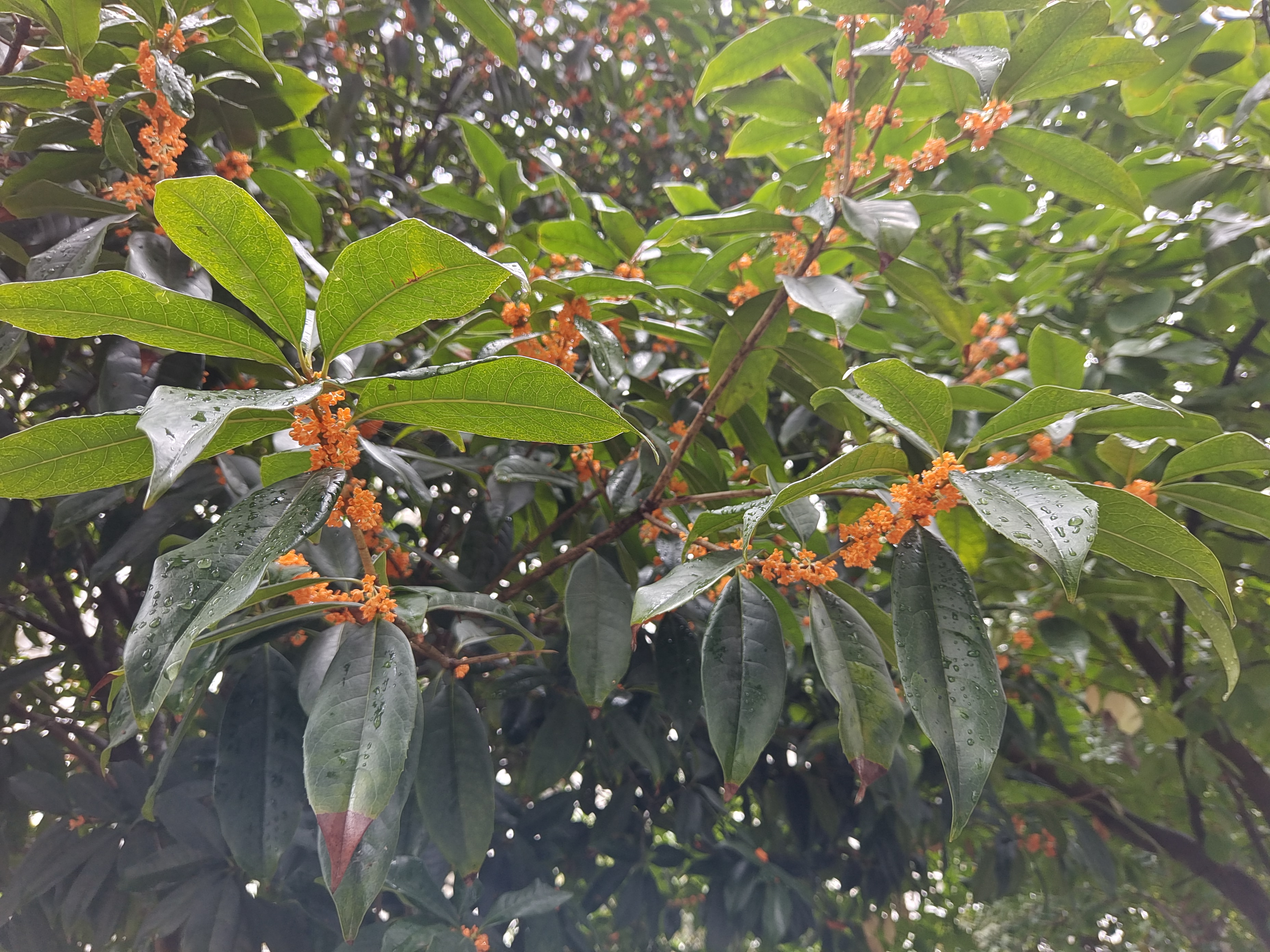 又聞金秋桂花香