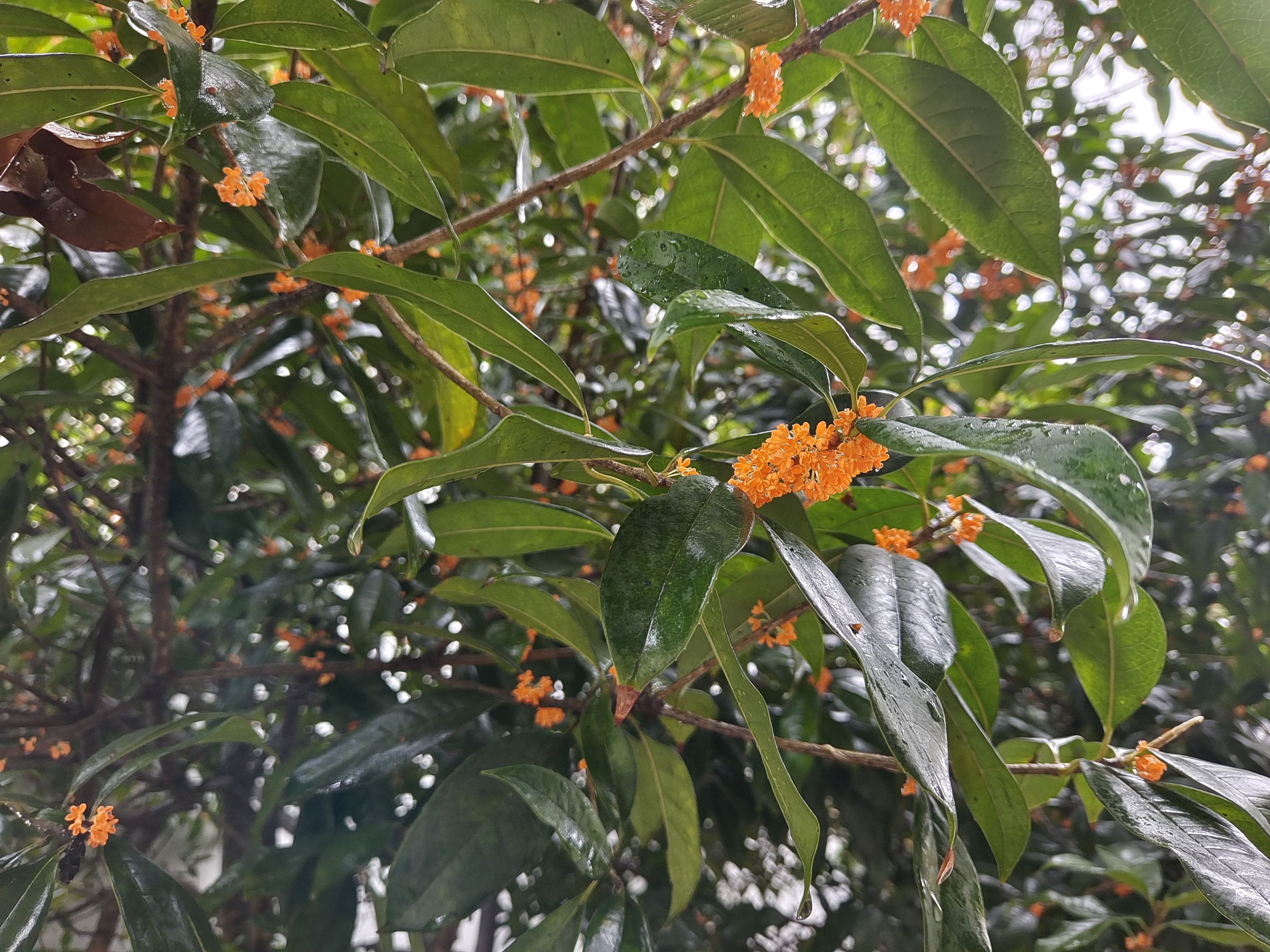 鋼城之秋
