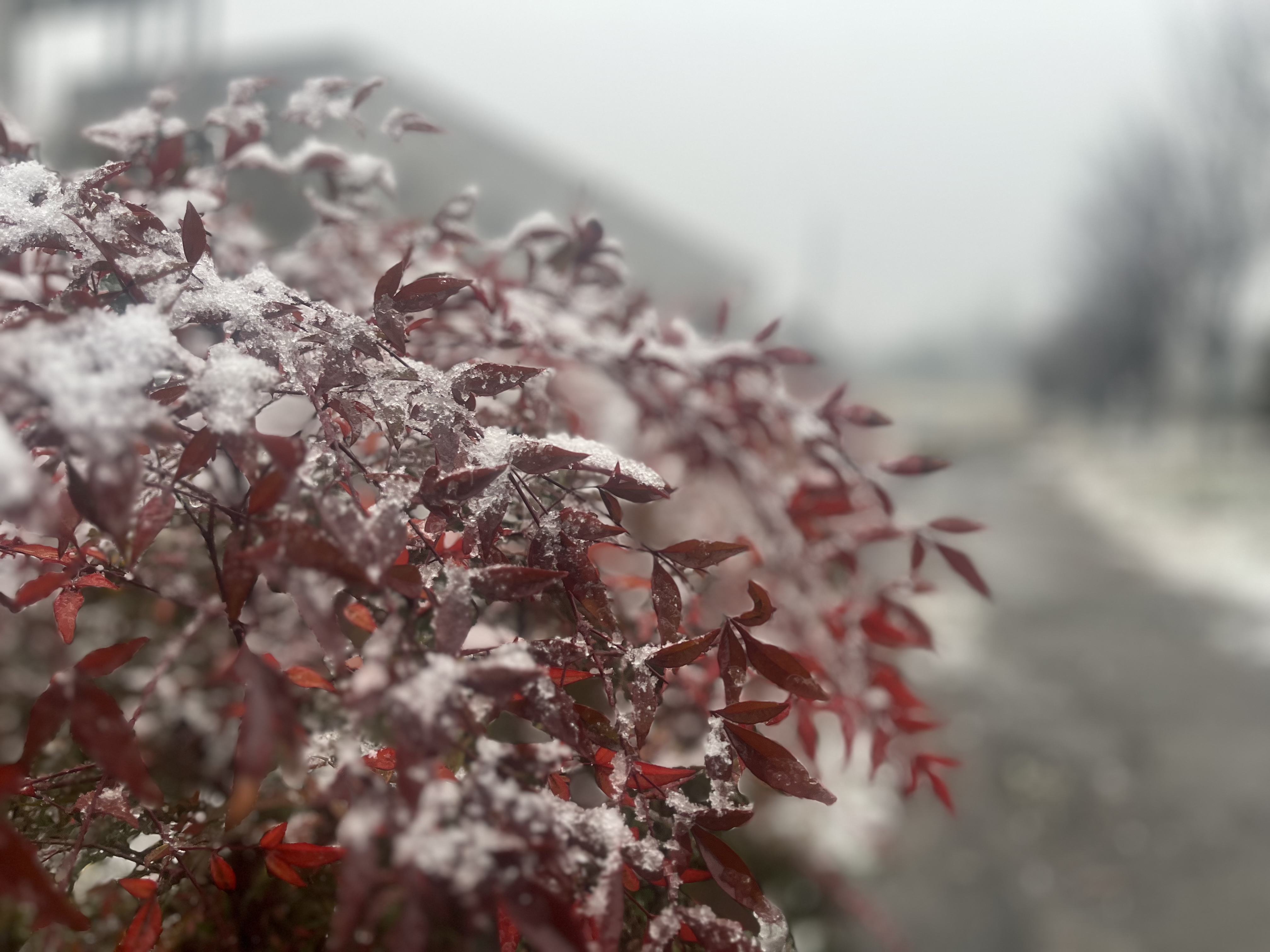 雪的回憶