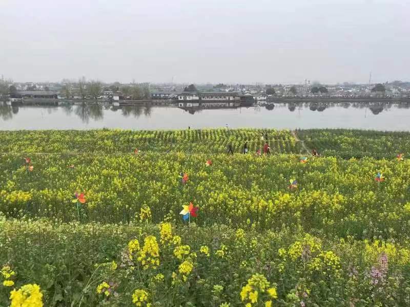 油菜花開，放紙鳶正當時