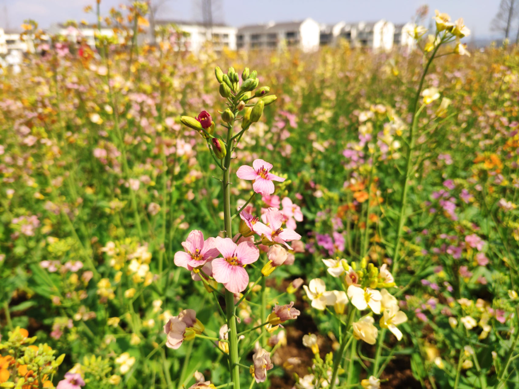 醉美油菜花海