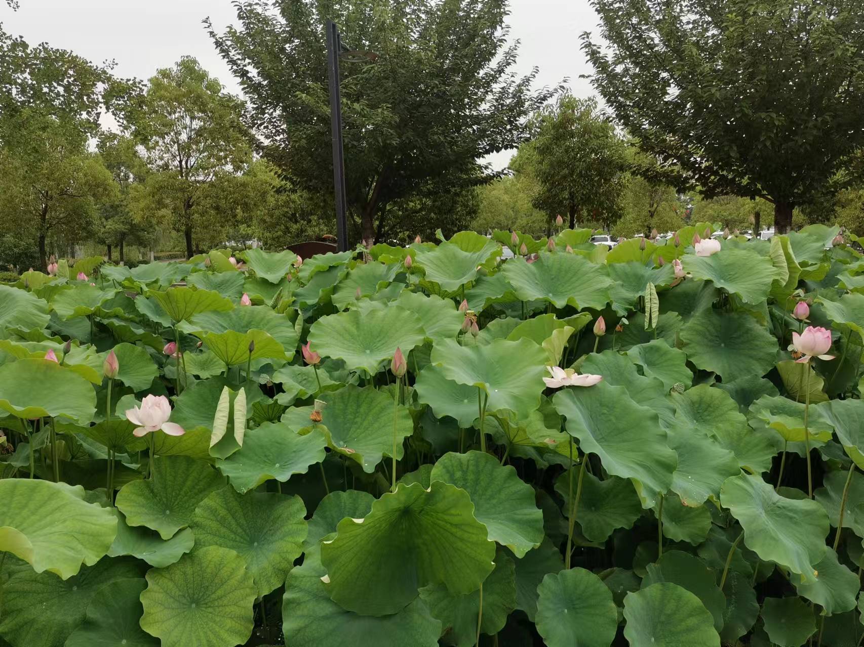 種蓮花
