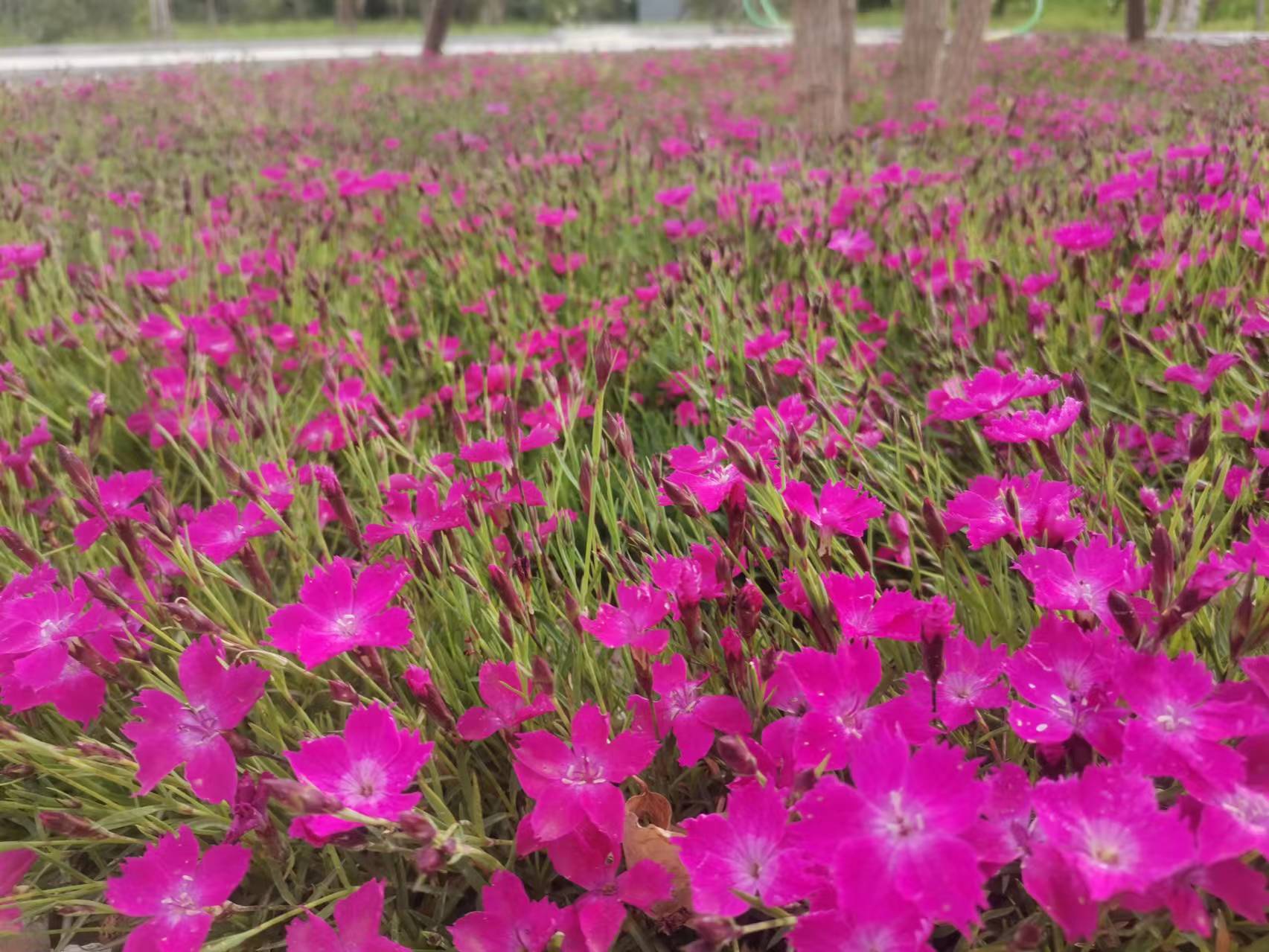 魅力的大西溝