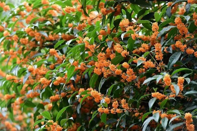桂花飄香，思念綿長