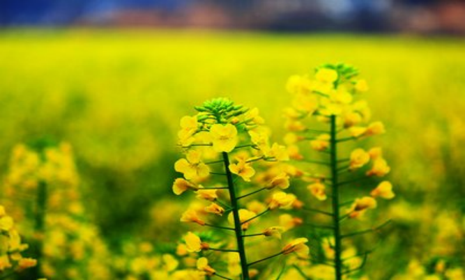油菜花開處 春色動沔水
