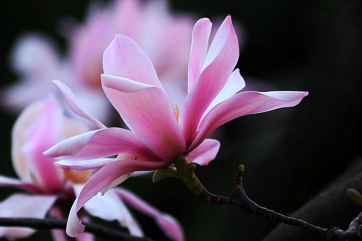 歲月深處的芳華