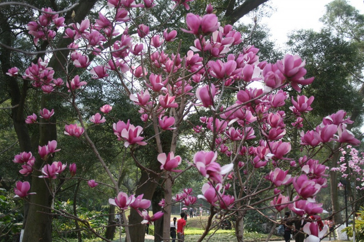 【鋼城文苑】玉蘭花開(kāi)爭(zhēng)春俏