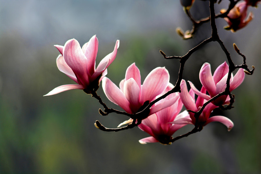【鋼城文苑】玉蘭花開(kāi)爭(zhēng)春俏
