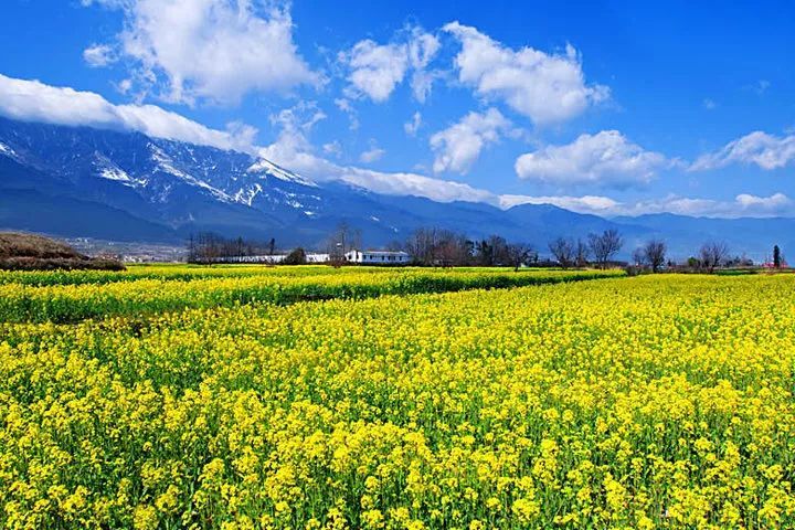 【鋼城文苑】最美油菜花海