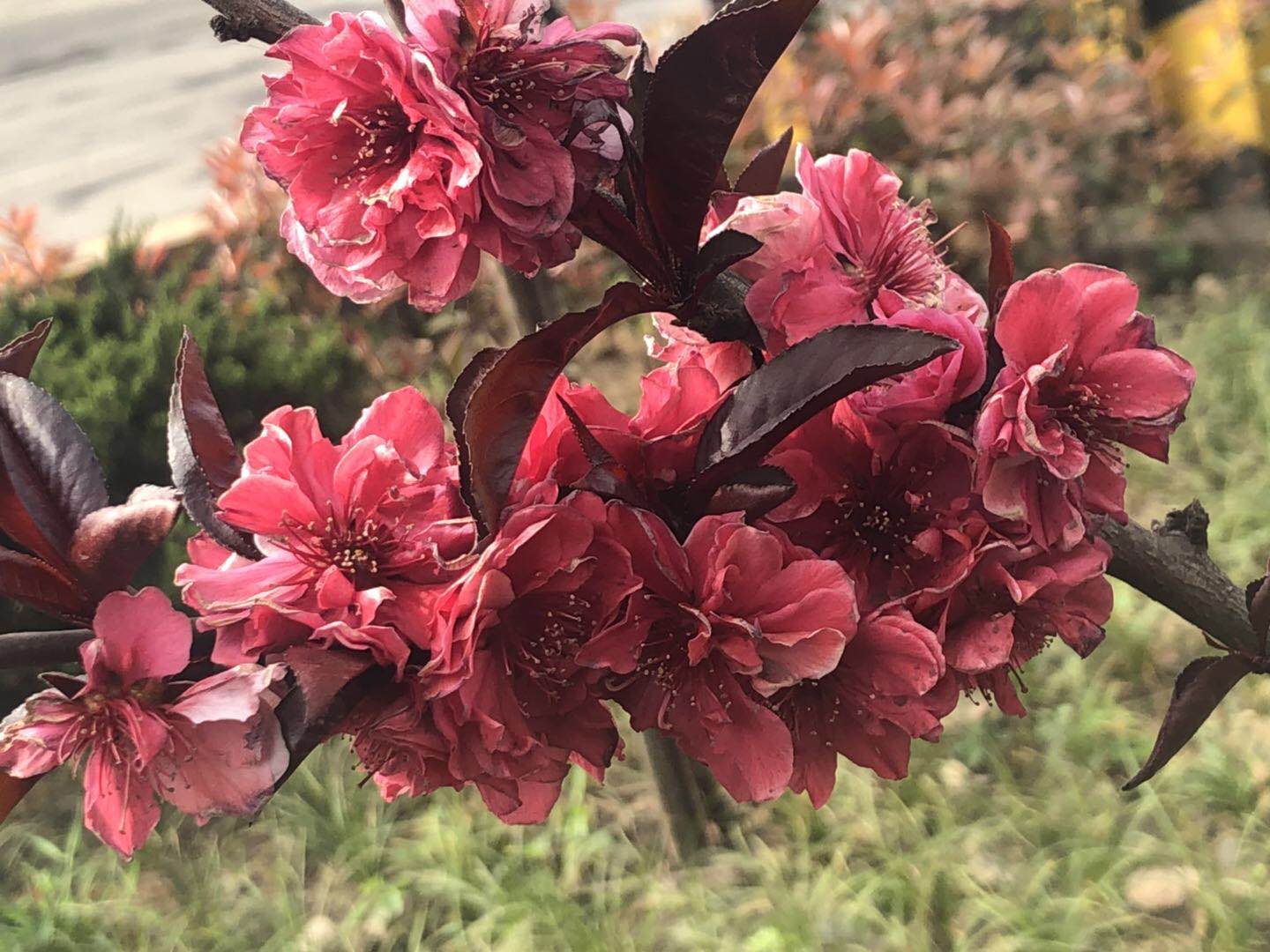 【美麗漢鋼】美翻了，一起到漢鋼踏春觀花吧！
