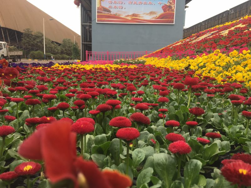 【美麗漢鋼】美翻了，一起到漢鋼踏春觀花吧！