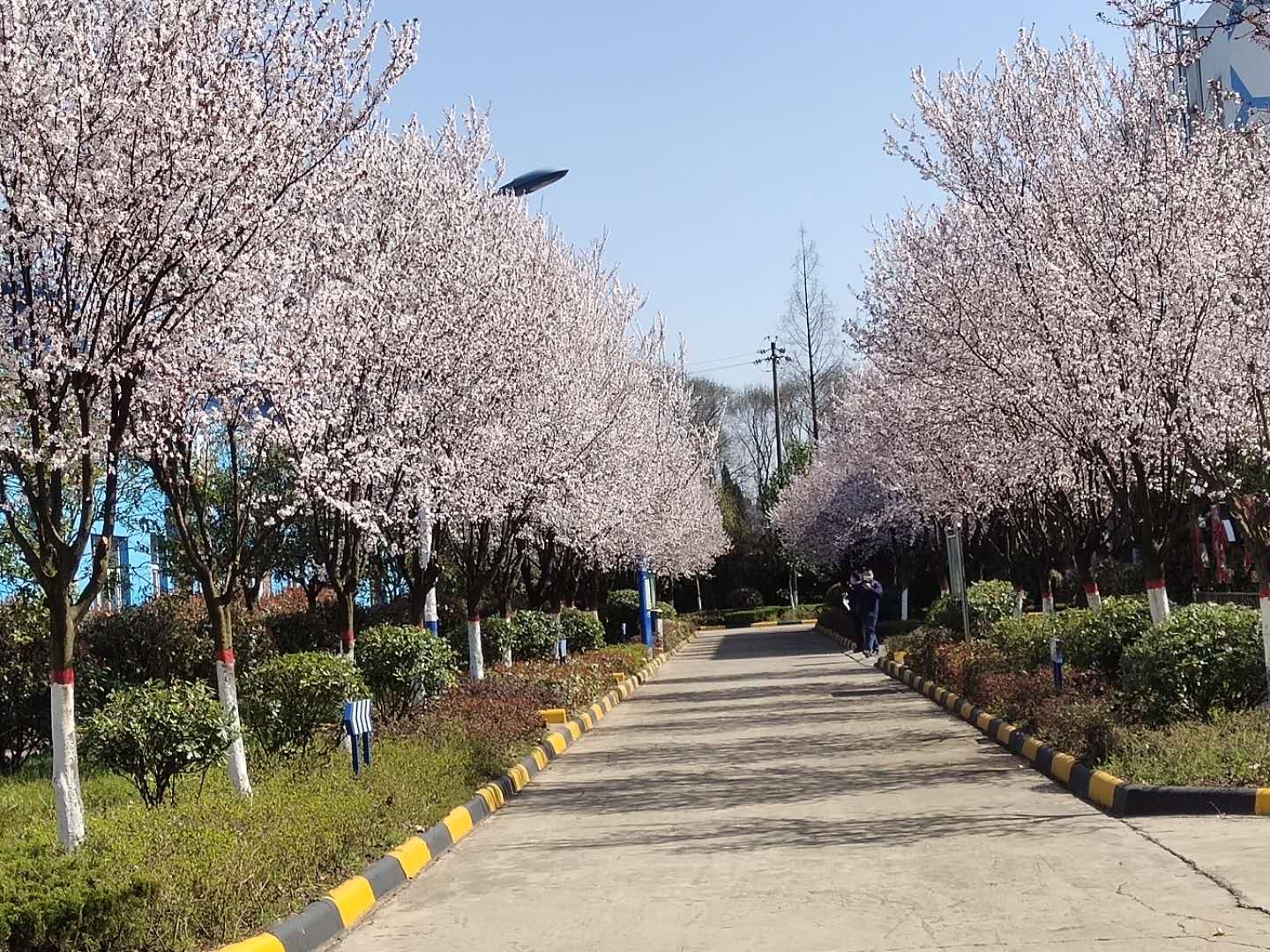 【鋼城文苑】櫻花，夢里與你再相見