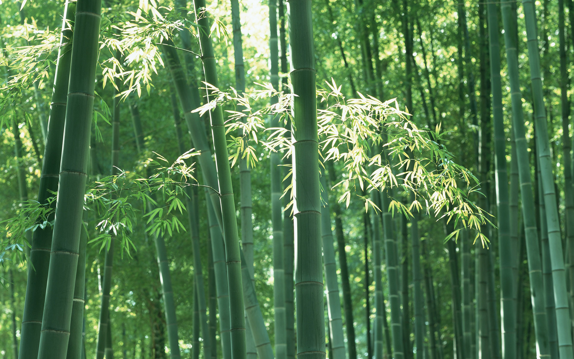 【鋼城文苑】竹林