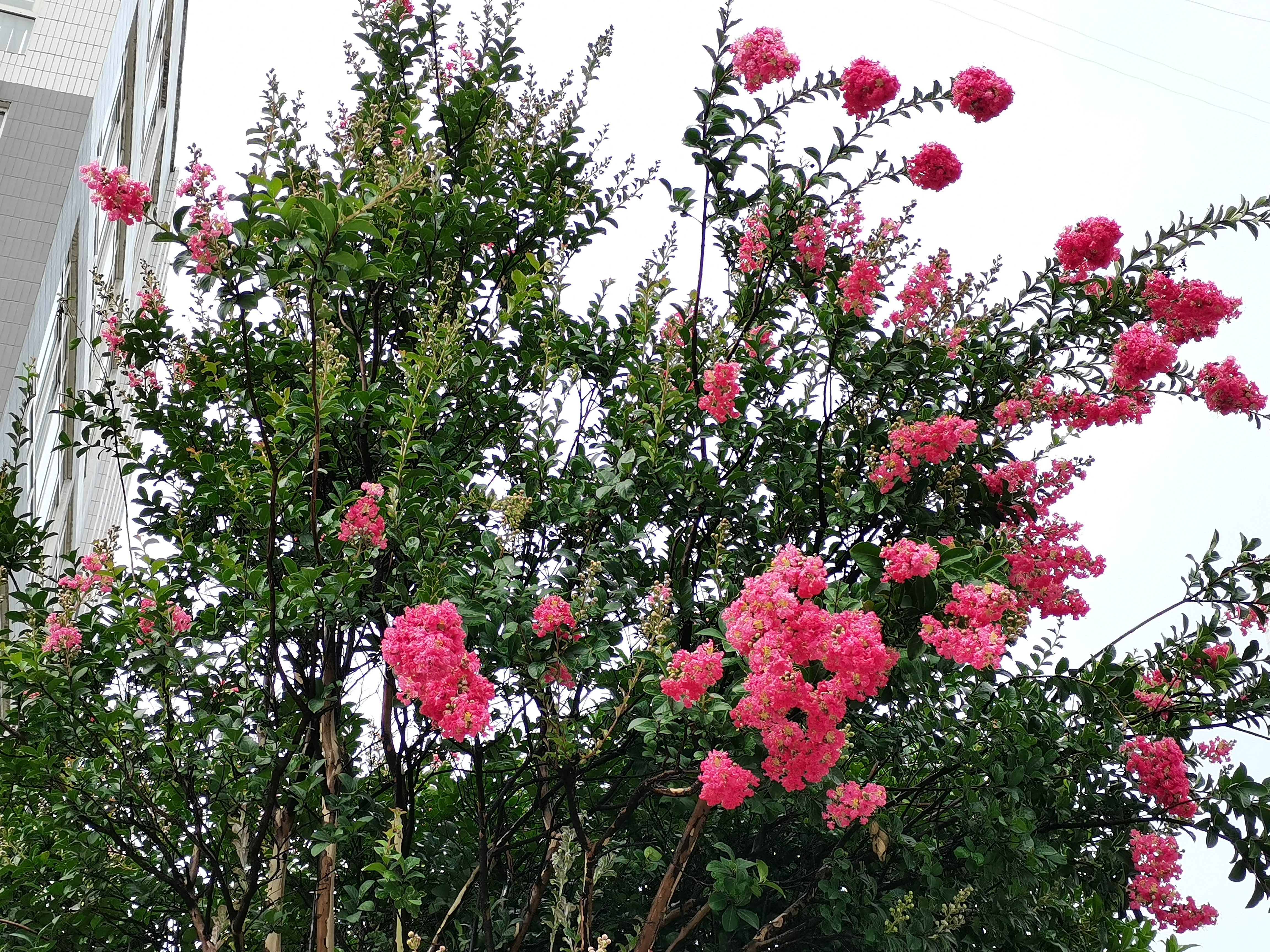 【鋼城文苑】紫薇花開
