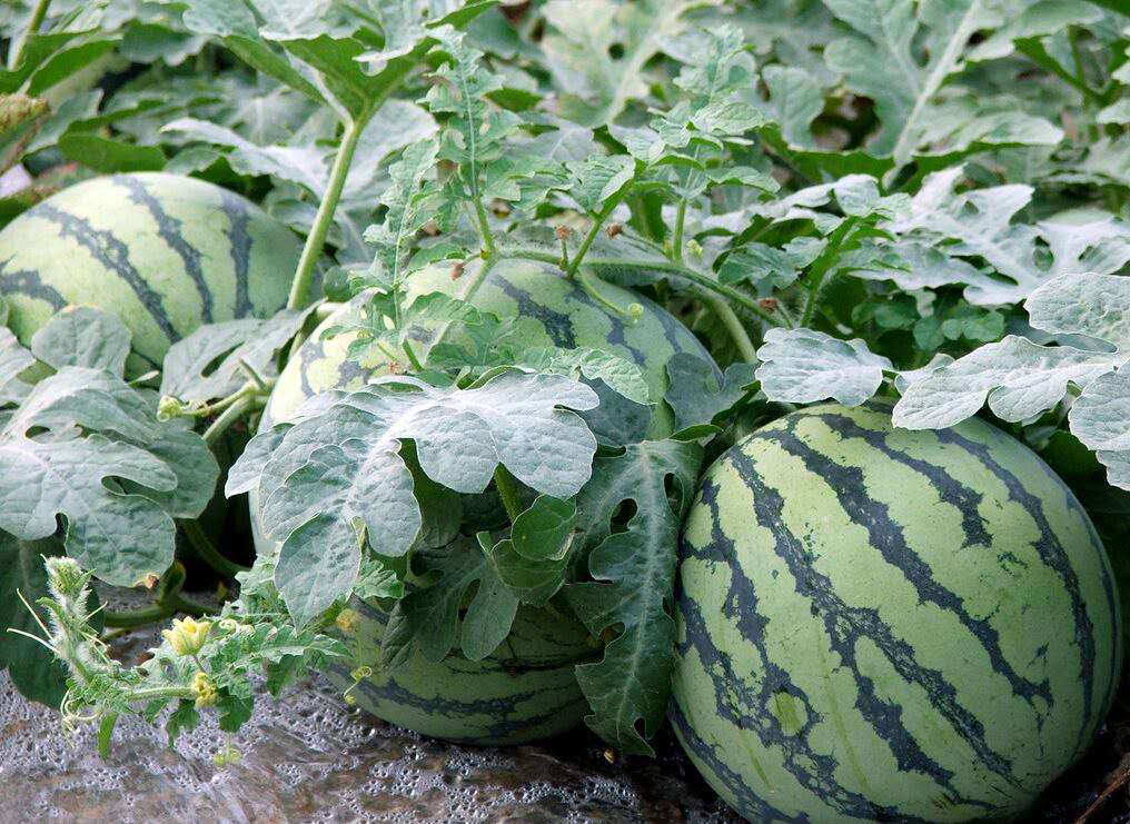 【散文】夏花秋實