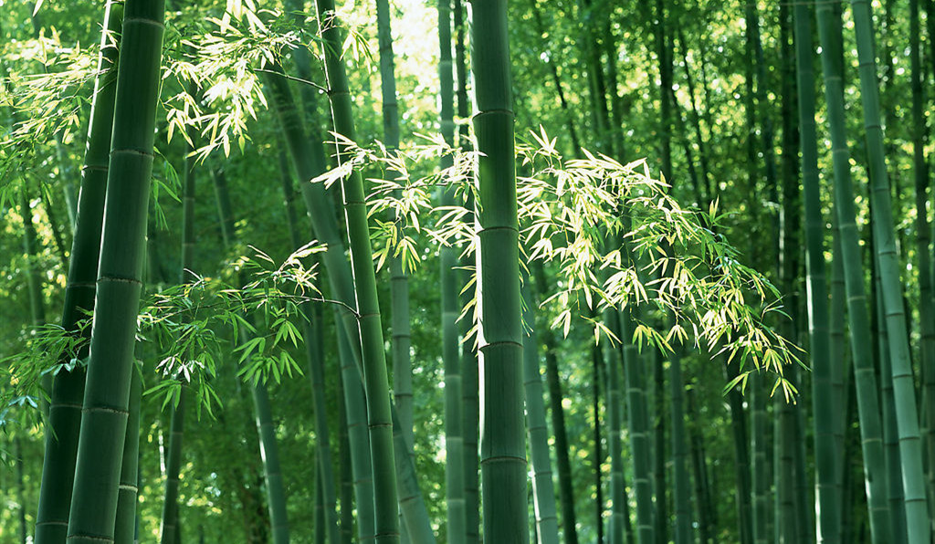 【鋼城文苑】千枝萬(wàn)葉一綠竹